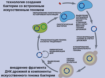 ГЕНОМ. Синтетическая ГЕНОМИКА. Минимальный ГЕНОМ. Исследования генома человека и генома бактерий. Генетическая система